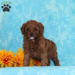 Cookies and Cream, Cavapoo Puppy